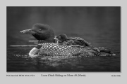 R1B-Loon-Chick-Riding-on-Mom-49
