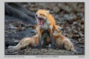 R1B-Great-Maternal-Love
