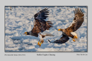 R1E-Steller-Eagles-Chasing