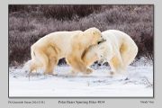 R1F-Polar-Bears-Sparring-Bites-4834