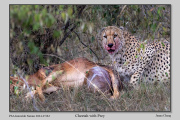 R2E-Cheetah-with-Prey