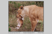 R2F-Lioness-Carriying-Cub-4