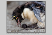 R3E-Rockhopper-Penguin-Feeding-Chick-47