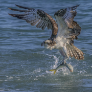 2025Q1-Open-A-Osprey_Got_Fish (2nd)