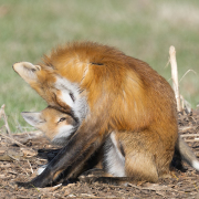 2025Q2-Nature-A-Charles-Ho-Mothers_Love (HM)