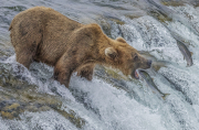 2025Q2-Nature-A-Kai-Sun-Law-Bear_Catch_Fish_In_Brooks_Falls_1 (1st)