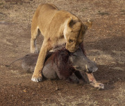 2025Q2-Nature-A-Kai-Sun-Law-Lion_Got_Warthog_3 (3rd)