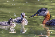 2025Q2-Nature-B-Sheila-Lam-Grebe_Feeding (1st)