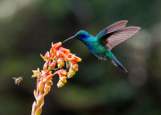 2025Q2-Nature-B-Wendy-Zheng-和平共處 (2nd)