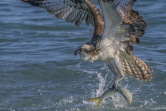 2025Q1-Open-A-Osprey_Got_Fish (2nd)