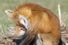 2025Q2-Nature-A-Charles-Ho-Mothers_Love (HM)