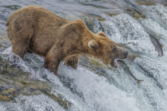 2025Q2-Nature-A-Kai-Sun-Law-Bear_Catch_Fish_In_Brooks_Falls_1 (1st)