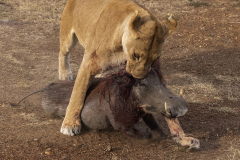 2025Q2-Nature-A-Kai-Sun-Law-Lion_Got_Warthog_3 (3rd)