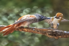 2025Q2-Nature-A-Percy-Lo-Feeding_time (HM)
