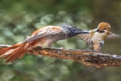 2025Q2-Nature-A-Percy-Lo-Feeding_time (HM)
