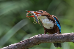 2025Q2-Nature-A-Percy-Lo-My_reward (2nd)