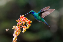 2025Q2-Nature-B-Wendy-Zheng-和平共處 (2nd)