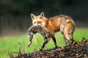 Edwin Ho - Red Fox Captured A Rabbit