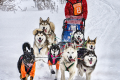 Peter Chi Ho Lau - Dogsled Race 6