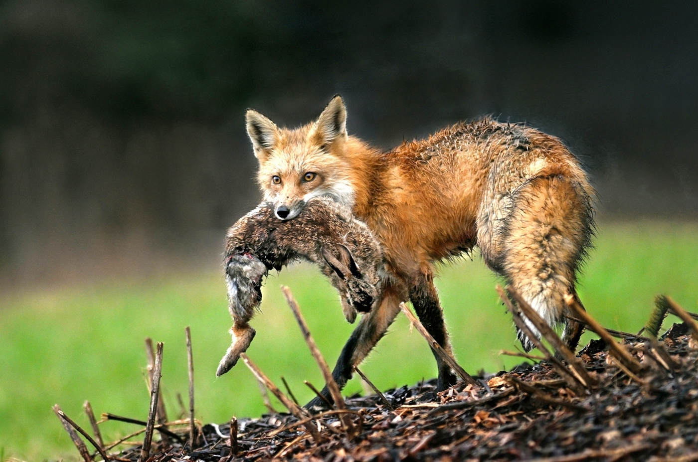 Edwin-Ho-Red-Fox-Captured-A-Rabbit