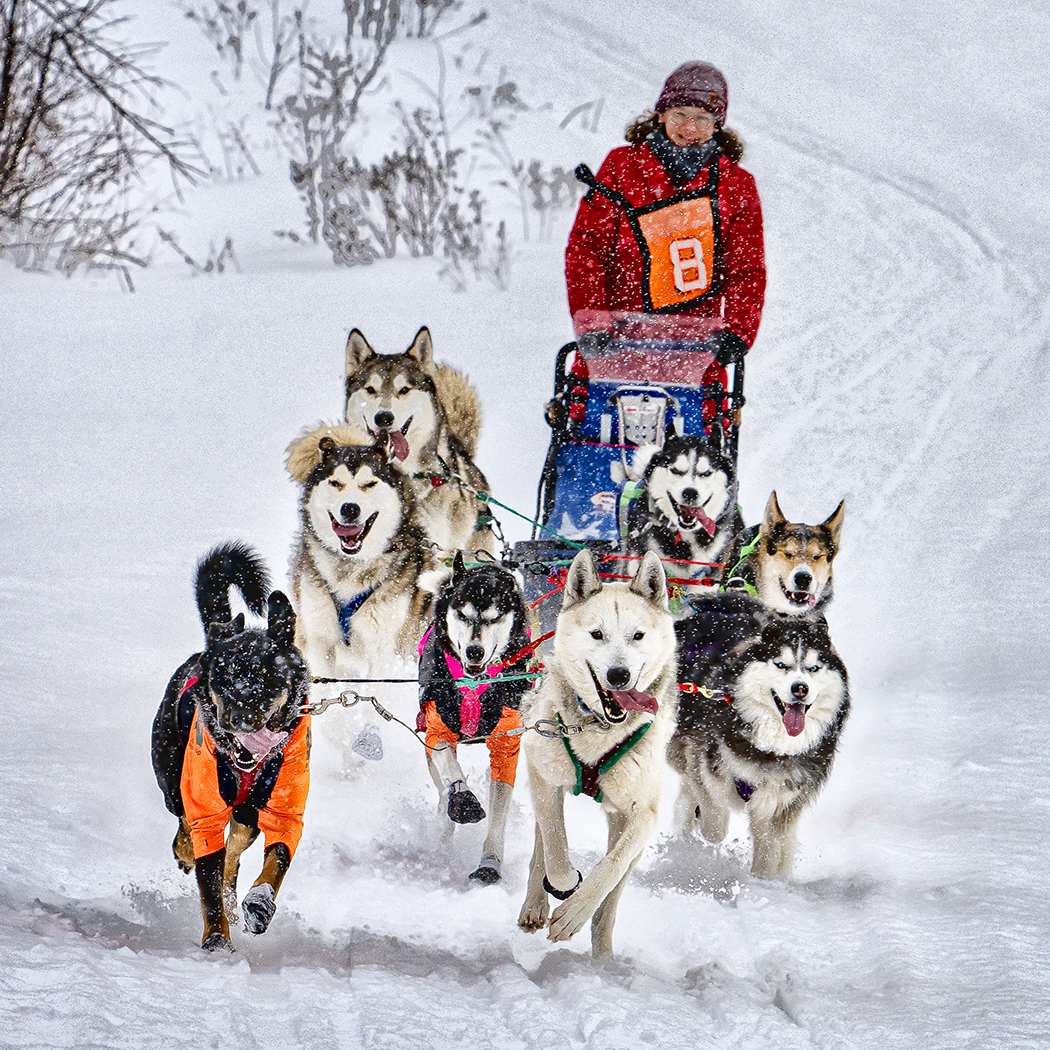 Peter-Chi-Ho-Lau-Dogsled-Race-6