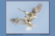 A5-White-Kites-Exchanges-Catch-