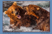 B3-Grizzlies-Fighting-Over-Salmon-Run