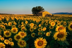 Sunflower field at dawn