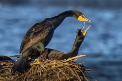 Cormorant Mating