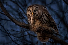The Barred Owl and the Vole