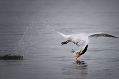 Tern and it's prey