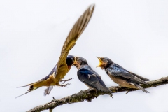 Swallow Feeding