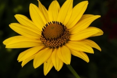 False sunflower
