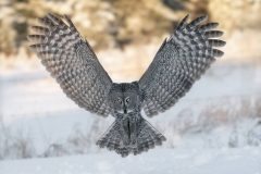 Great Grey Owl in Rockies