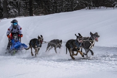 Ontario Dogsled Derby