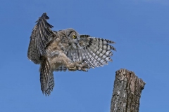 Great Horned Owl Landing