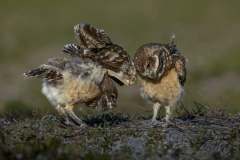 Barrowing Owl Chicks Greeting Each Other