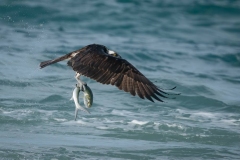 Osprey Bringing Home Fish