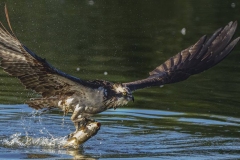 Osprey catch fish
