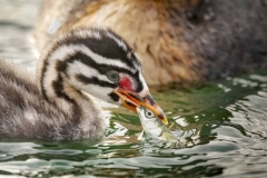 Young Red Necked Grebe with fish