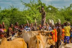Bull Jumping Ceremony Of Hamer