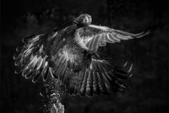 Mono_Jill-Lam_Golden-Eagle-Taking-Off