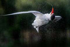 Nature_Elwood-Lau_Tern-Twist