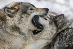 Nature_Florence-Lau_Grey-Wolves