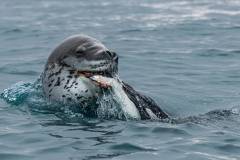 Nature_Grace-R.X.Ye_Seal-caught-a-penguin