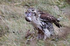 Nature_Janna-Cheng_Red-Tailed-Hawk