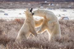 Nature_Jill-Lam_Polar-Bears-Sparring-9