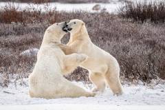 Nature_Jill_Polar-Bears-Sparring-7