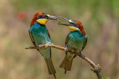 Bee-eater feeding mate