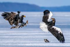 Sea Eagles fighting for Fish